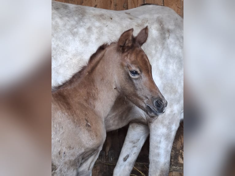Arabisches Partbred Stute Fohlen (04/2026) 150 cm Kann Schimmel werden in Stechlin