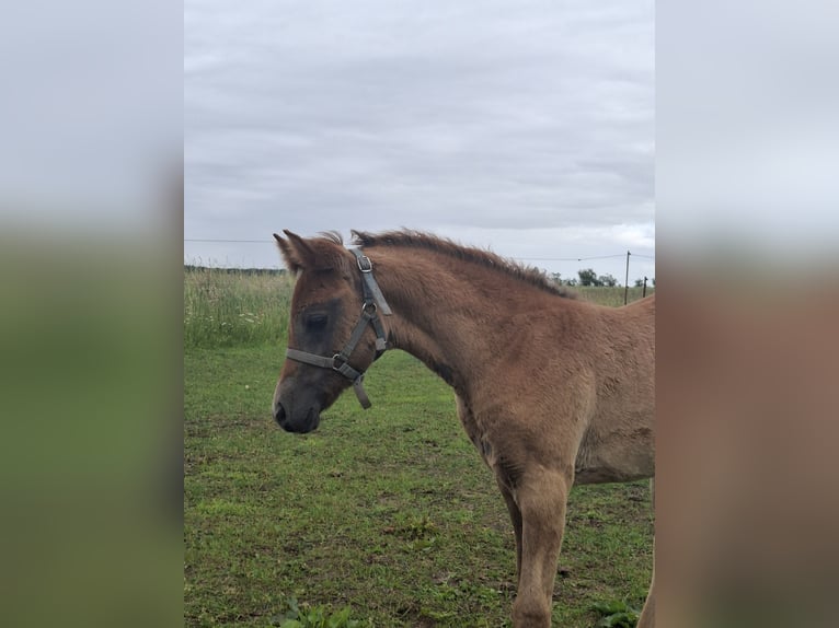 Arabisches Partbred Stute Fohlen (04/2026) 150 cm Kann Schimmel werden in Stechlin