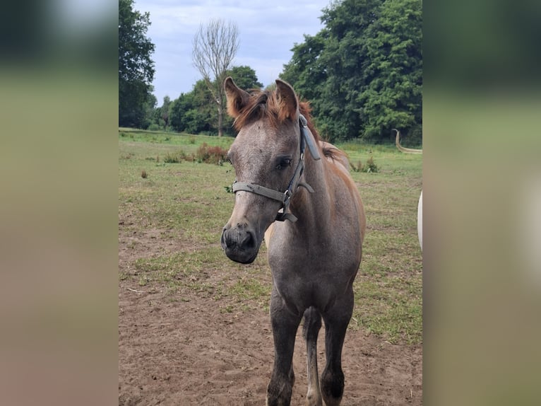 Arabisches Partbred Stute Fohlen (04/2026) 150 cm Kann Schimmel werden in Stechlin
