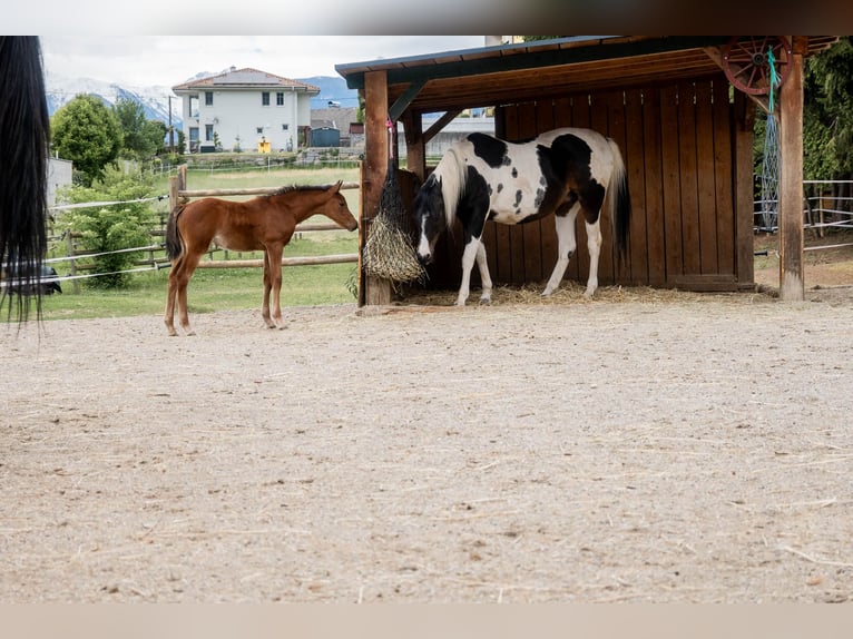 Arabisches Partbred Stute Fohlen (04/2026) 152 cm Brauner in Seeboden