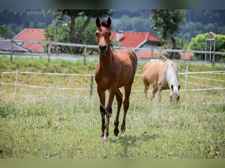 Arabisches Partbred Stute Fohlen (04/2026) 152 cm Brauner in Seeboden