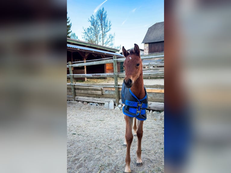 Arabisches Partbred Stute Fohlen (04/2026) 152 cm Brauner in Seeboden