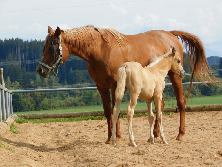 Arabisches Partbred Mix Stute Fohlen (06/2024) 152 cm Palomino in Biessenhofen-Hörmanshofen