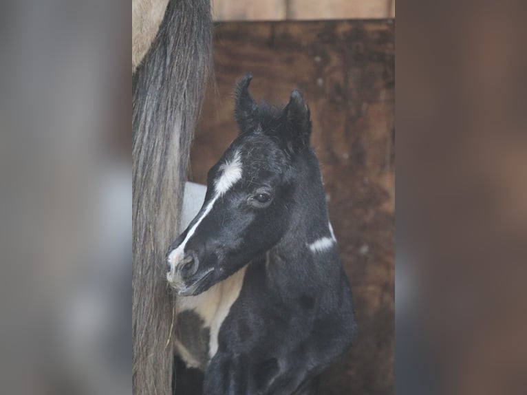 Arabisches Partbred Stute Fohlen (03/2026) 152 cm Tobiano-alle-Farben in Gransee