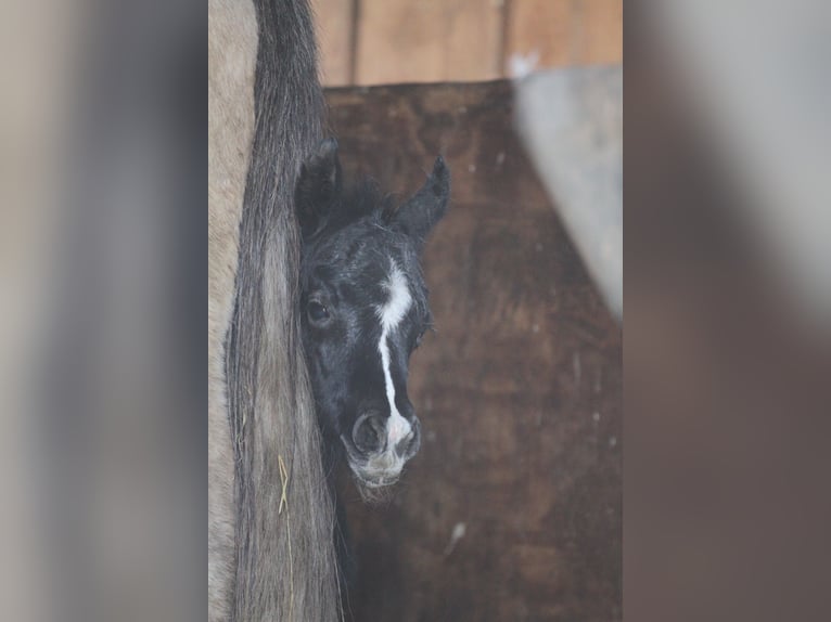 Arabisches Partbred Stute Fohlen (03/2026) 152 cm Tobiano-alle-Farben in Gransee