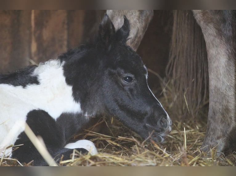 Arabisches Partbred Stute Fohlen (03/2026) 152 cm Tobiano-alle-Farben in Gransee