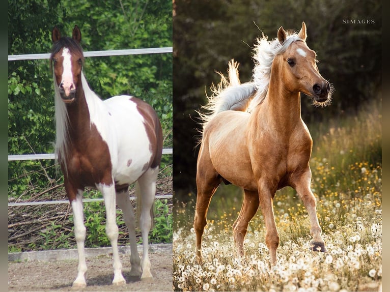Arabisches Partbred Stute Fohlen (05/2025) 153 cm Buckskin in Menziken