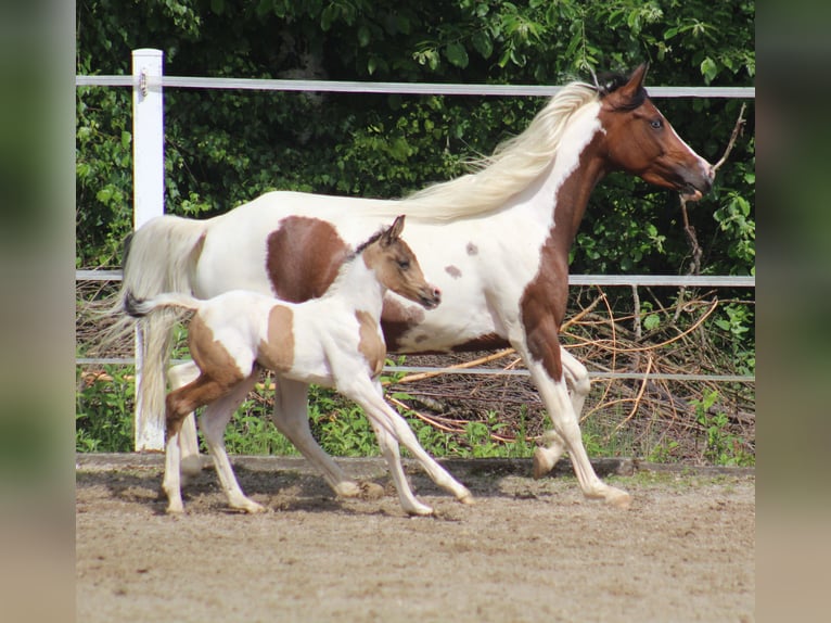 Arabisches Partbred Stute Fohlen (05/2025) 153 cm Buckskin in Menziken