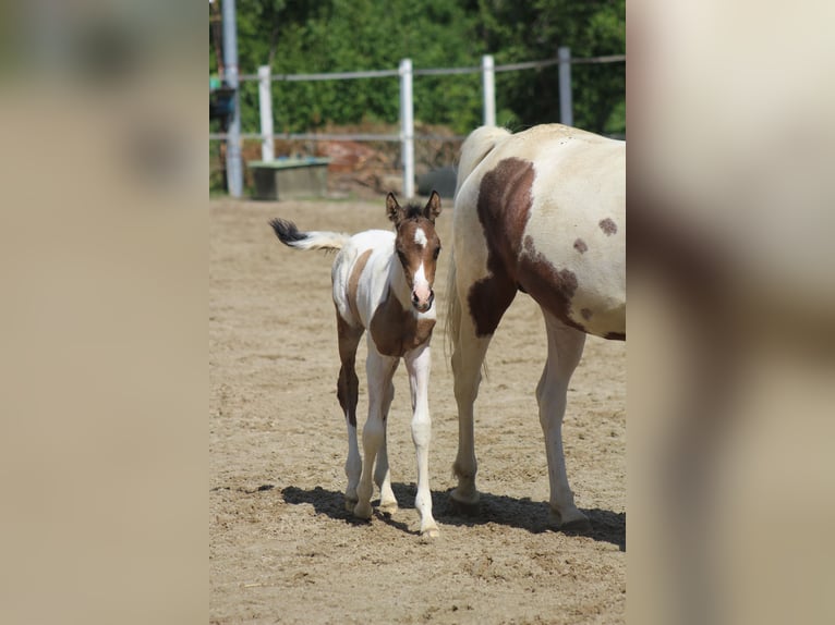 Arabisches Partbred Stute Fohlen (05/2025) 153 cm Buckskin in Menziken