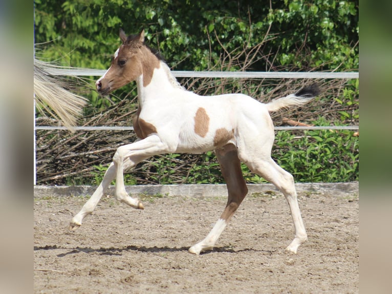 Arabisches Partbred Stute Fohlen (05/2025) 153 cm Buckskin in Menziken