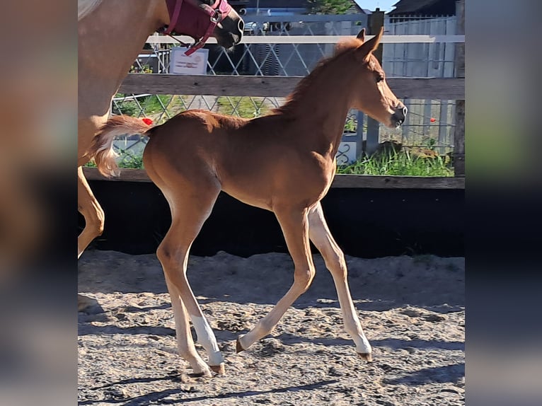 Arabisches Partbred Stute Fohlen (05/2026) 153 cm Fuchs in Hartheim