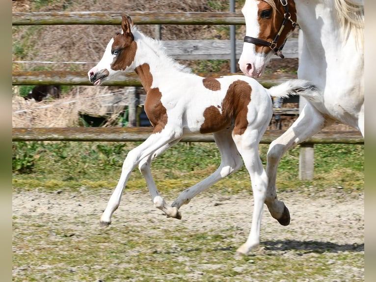 Arabisches Partbred Stute Fohlen (02/2025) 153 cm Tobiano-alle-Farben in M&#xF6;rsdorf
