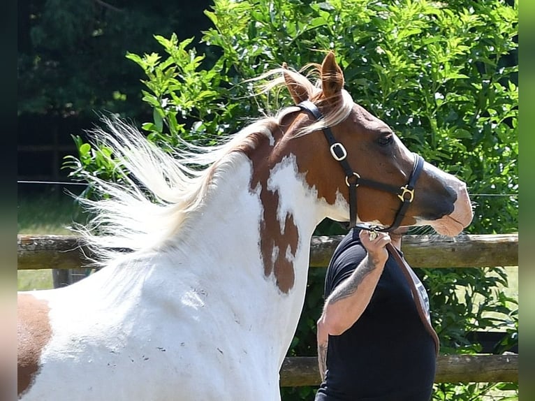 Arabisches Partbred Stute Fohlen (02/2025) 153 cm Tobiano-alle-Farben in M&#xF6;rsdorf