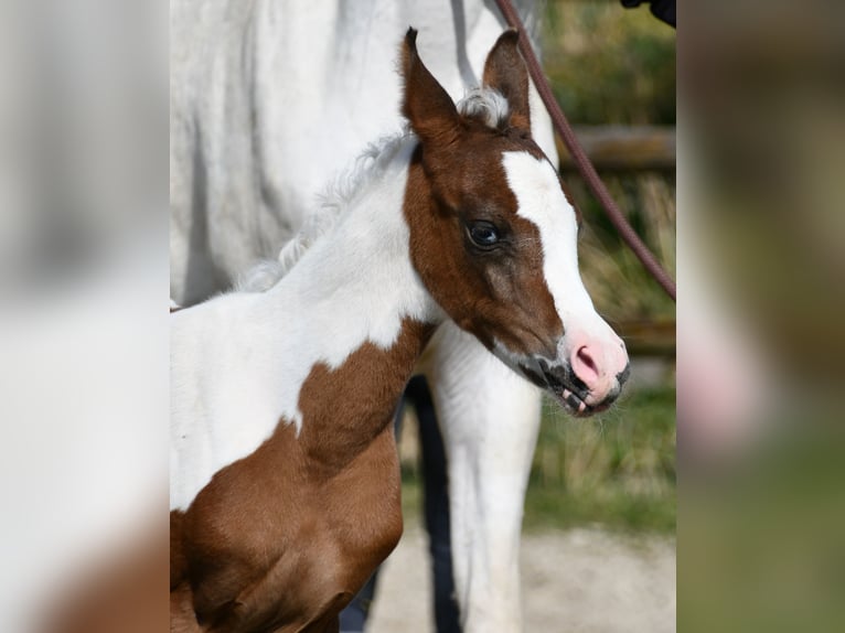 Arabisches Partbred Stute Fohlen (02/2025) 153 cm Tobiano-alle-Farben in M&#xF6;rsdorf