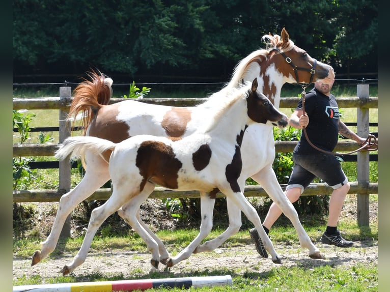 Arabisches Partbred Stute Fohlen (02/2025) 153 cm Tobiano-alle-Farben in M&#xF6;rsdorf