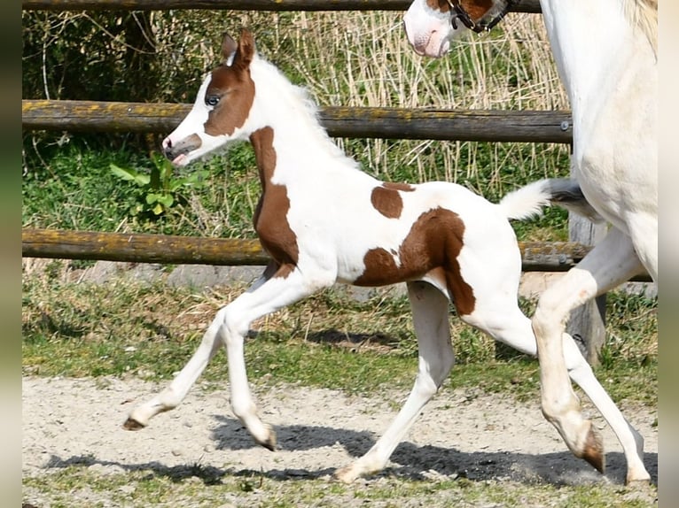 Arabisches Partbred Stute Fohlen (02/2025) 153 cm Tobiano-alle-Farben in M&#xF6;rsdorf