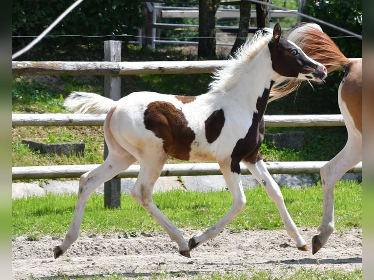Arabisches Partbred Stute Fohlen (02/2025) 153 cm Tobiano-alle-Farben in M&#xF6;rsdorf