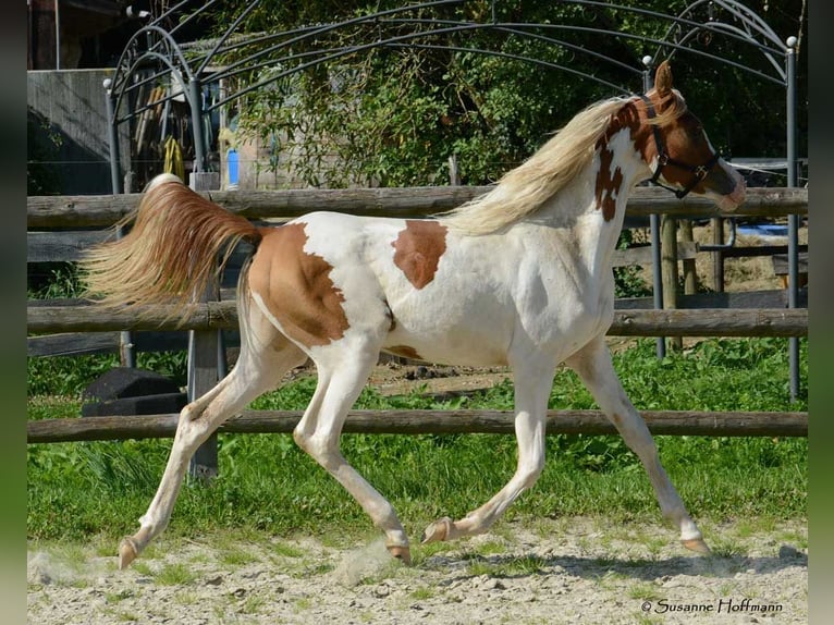 Arabisches Partbred Stute Fohlen (02/2025) 153 cm Tobiano-alle-Farben in M&#xF6;rsdorf