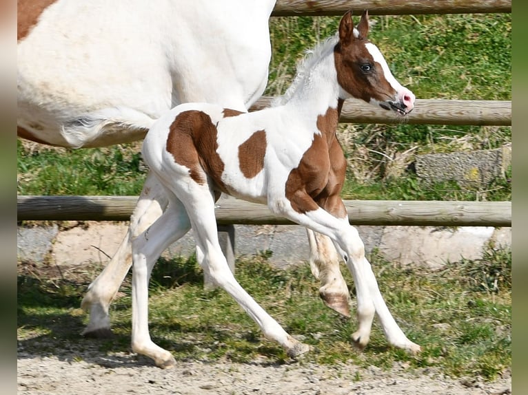 Arabisches Partbred Stute Fohlen (02/2025) 153 cm Tobiano-alle-Farben in M&#xF6;rsdorf