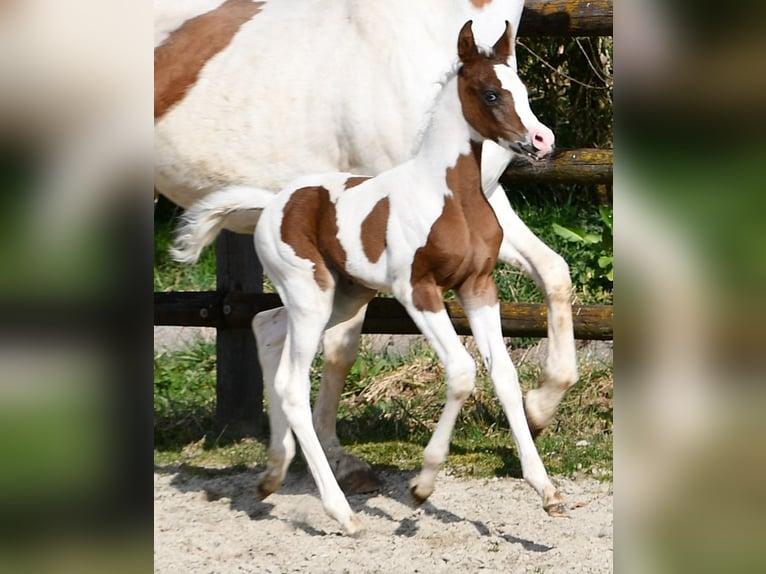 Arabisches Partbred Stute Fohlen (02/2025) 153 cm Tobiano-alle-Farben in M&#xF6;rsdorf