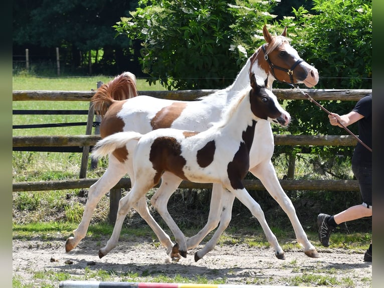 Arabisches Partbred Stute Fohlen (02/2025) 153 cm Tobiano-alle-Farben in M&#xF6;rsdorf