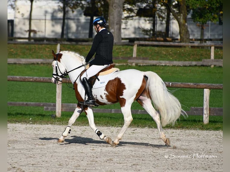 Arabisches Partbred Stute Fohlen (04/2026) 154 cm Tobiano-alle-Farben in Mörsdorf