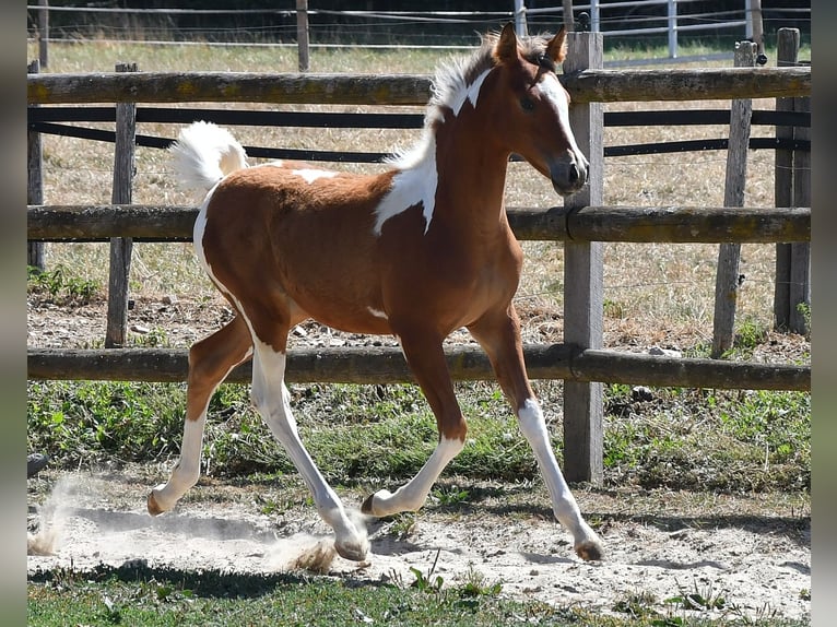 Arabisches Partbred Stute Fohlen (04/2026) 154 cm Tobiano-alle-Farben in Mörsdorf