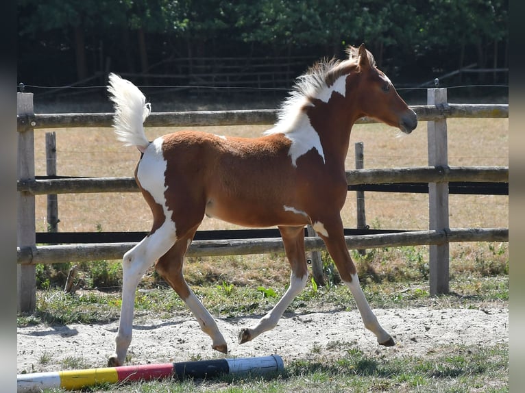 Arabisches Partbred Stute Fohlen (04/2026) 154 cm Tobiano-alle-Farben in Mörsdorf