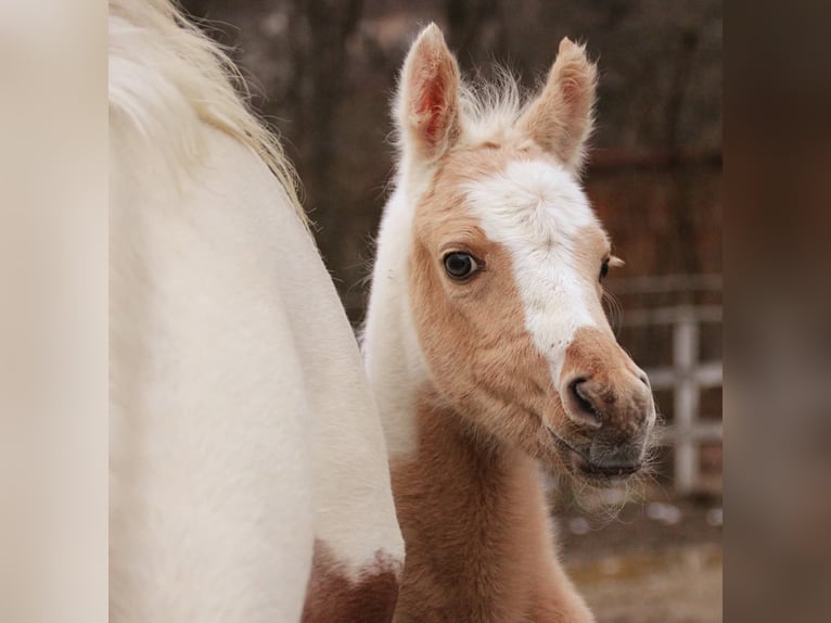 Arabisches Partbred Stute Fohlen (02/2026) 154 cm Tovero-alle-Farben in Keutschach