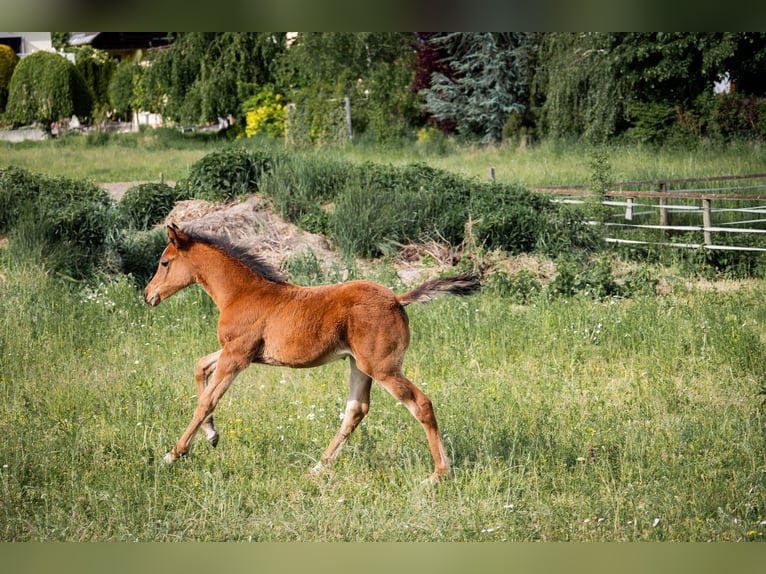 Arabisches Partbred Stute Fohlen (03/2026) 155 cm Brauner in Seeboden am Millstätter See