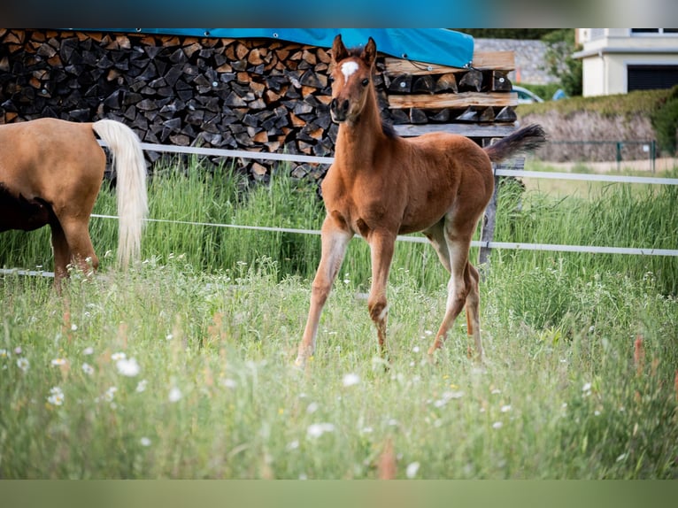 Arabisches Partbred Stute Fohlen (03/2026) 155 cm Brauner in Seeboden am Millstätter See