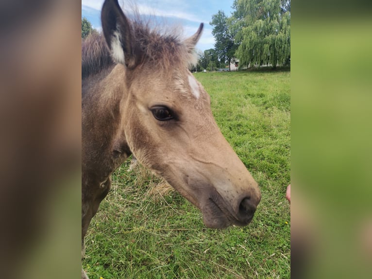 Arabisches Partbred Stute Fohlen (04/2026) 155 cm Buckskin in Schmatzin