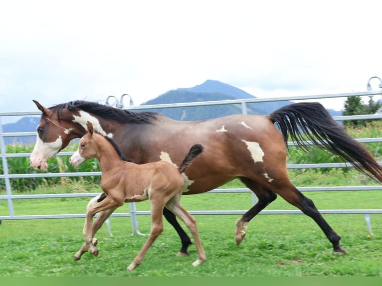 Arabisches Partbred Stute Fohlen (07/2025) 155 cm Buckskin in St. Stefan / &#x160;teben