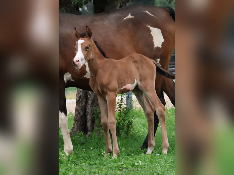Arabisches Partbred Stute Fohlen (07/2025) 155 cm Buckskin in St. Stefan / &#x160;teben