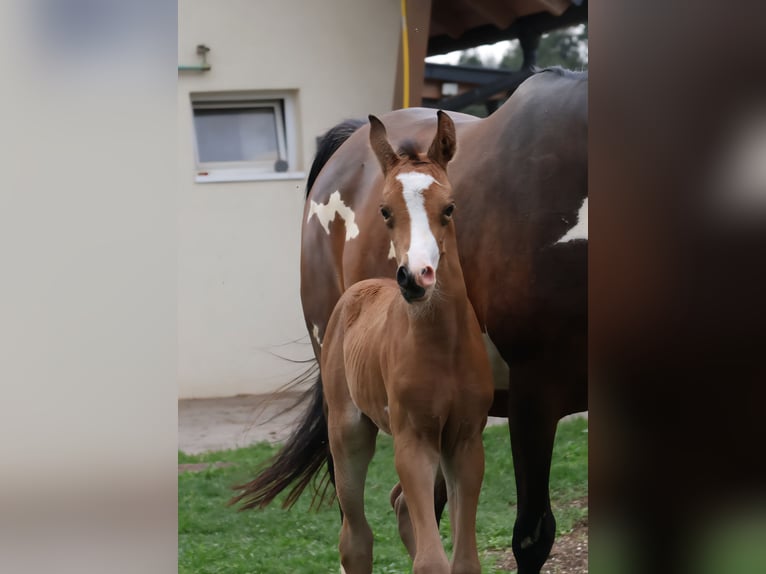 Arabisches Partbred Stute Fohlen (07/2025) 155 cm Buckskin in St. Stefan / &#x160;teben
