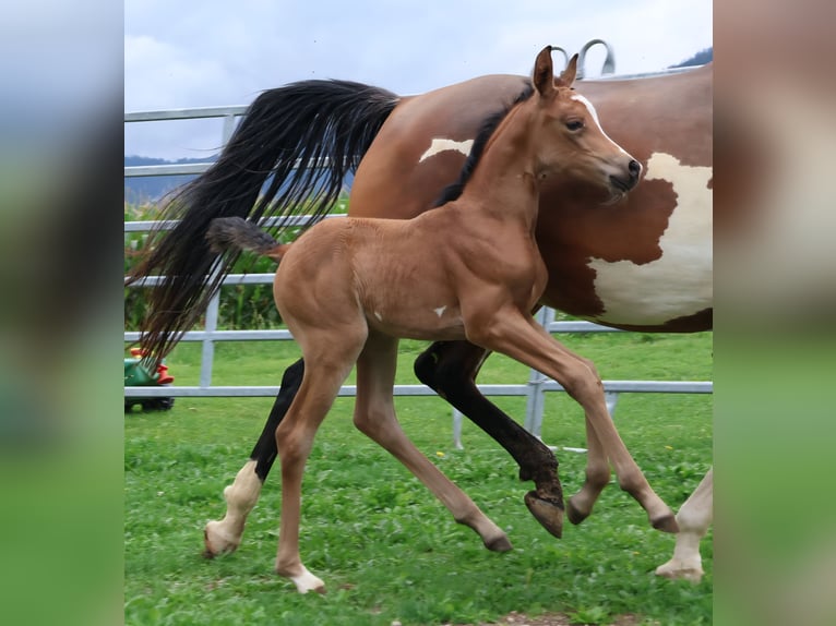 Arabisches Partbred Stute Fohlen (07/2025) 155 cm Buckskin in St. Stefan / &#x160;teben