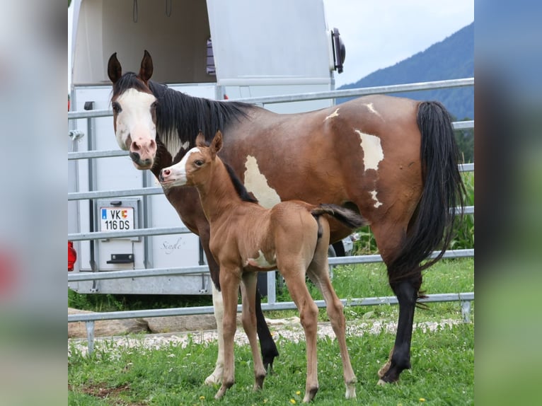 Arabisches Partbred Stute Fohlen (07/2025) 155 cm Buckskin in St. Stefan / &#x160;teben
