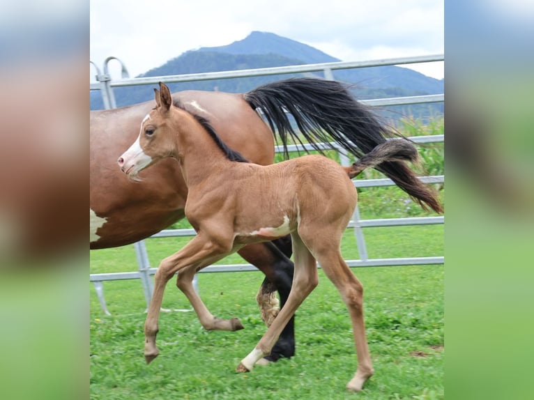 Arabisches Partbred Stute Fohlen (07/2025) 155 cm Buckskin in St. Stefan / &#x160;teben