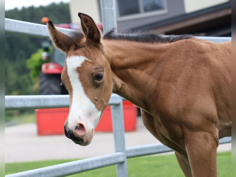 Arabisches Partbred Stute Fohlen (07/2025) 155 cm Buckskin in St. Stefan / &#x160;teben