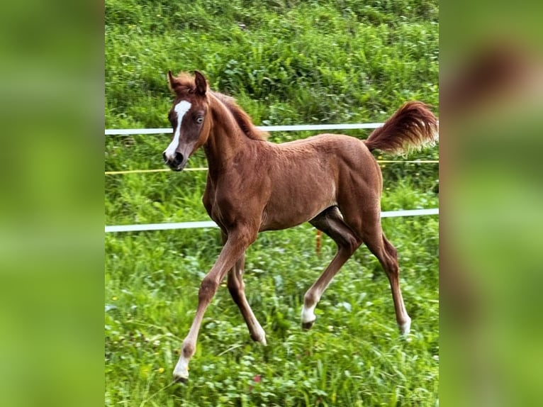 Arabisches Partbred Stute Fohlen (03/2025) 155 cm Fuchs in Sternenberg