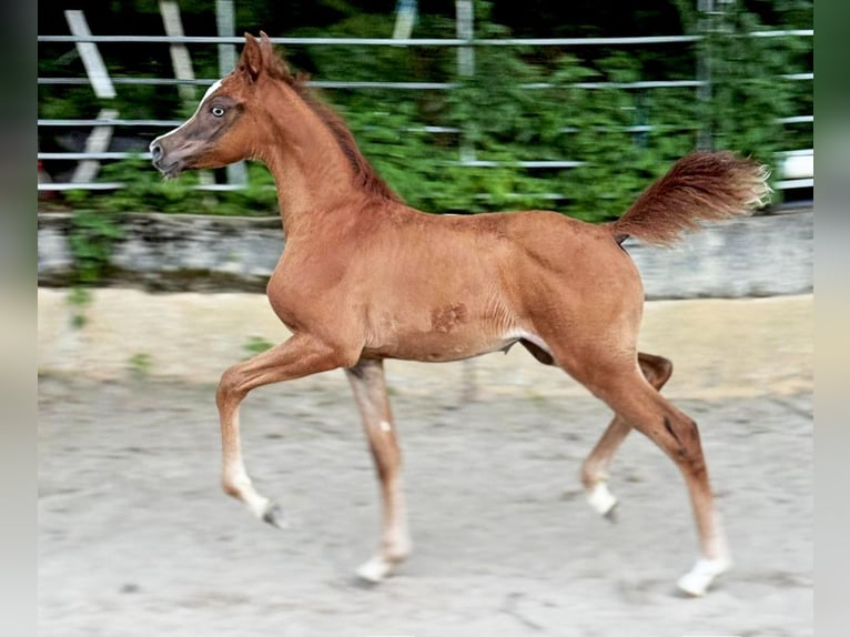 Arabisches Partbred Stute Fohlen (03/2025) 155 cm Fuchs in Sternenberg