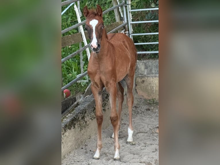 Arabisches Partbred Stute Fohlen (03/2025) 155 cm Fuchs in Sternenberg