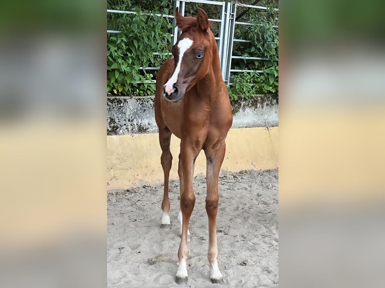 Arabisches Partbred Stute Fohlen (03/2025) 155 cm Fuchs in Sternenberg