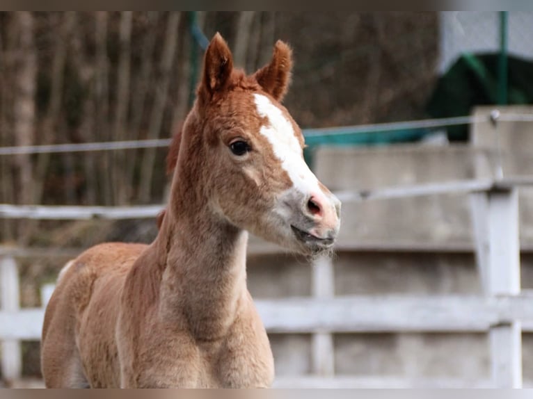 Arabisches Partbred Stute Fohlen (02/2026) 155 cm Fuchs in Keutschach