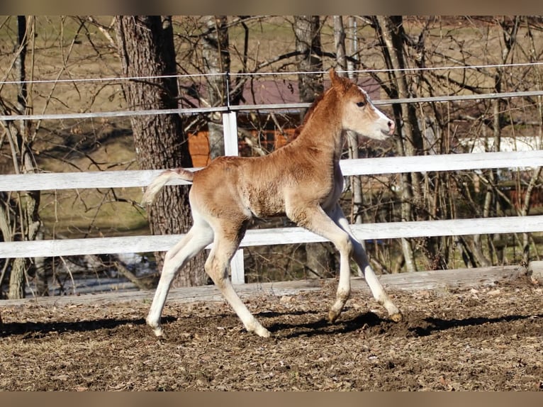 Arabisches Partbred Stute Fohlen (02/2026) 155 cm Fuchs in Keutschach