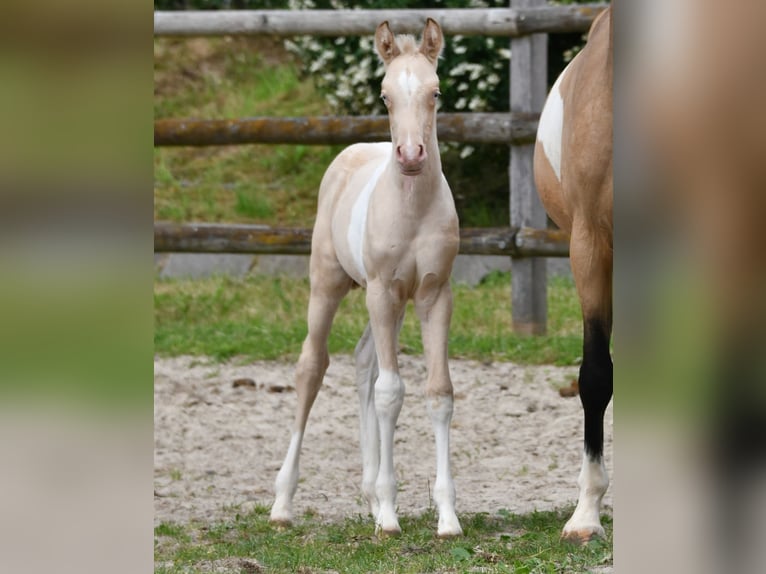 Arabisches Partbred Stute Fohlen (05/2026) 155 cm Perlino in Mörsdorf