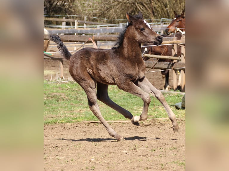 Arabisches Partbred Stute Fohlen (03/2026) 155 cm Rappe in Keutschach