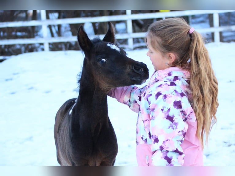 Arabisches Partbred Stute Fohlen (01/2026) 155 cm Schecke in Plaschischen