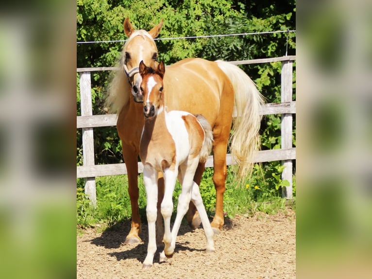 Arabisches Partbred Stute  155 cm Tobiano-alle-Farben in Plaschischen