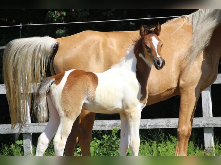 Arabisches Partbred Stute  155 cm Tobiano-alle-Farben in Plaschischen
